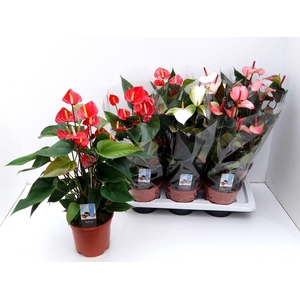 ANTHU AN ADIOS MIX 3KL