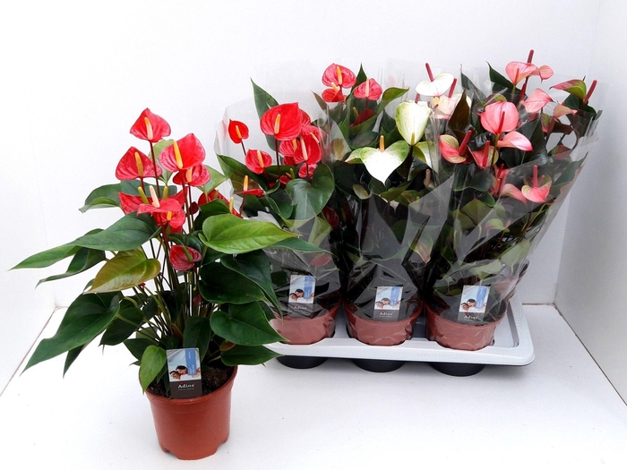 <h4>ANTHU AN ADIOS MIX 3KL</h4>