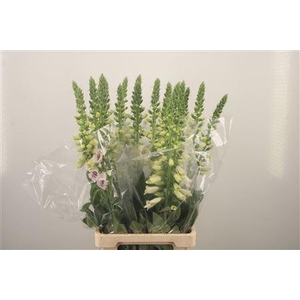 Digitalis Camelot Lavendel