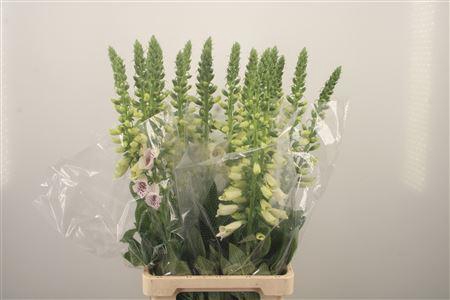 <h4>Digitalis Camelot Lavendel</h4>