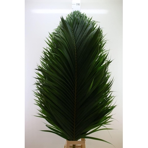 Cane Palm 180cm