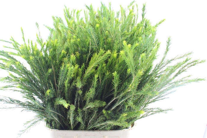 <h4>Melaleuca Ariel</h4>