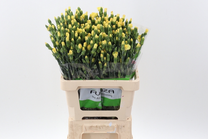 <h4>Di Lala Lantern Yellow</h4>