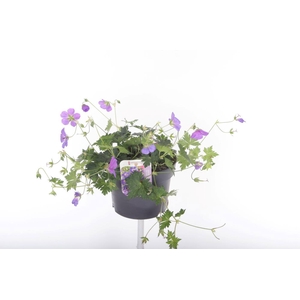 Geranium Rozanne