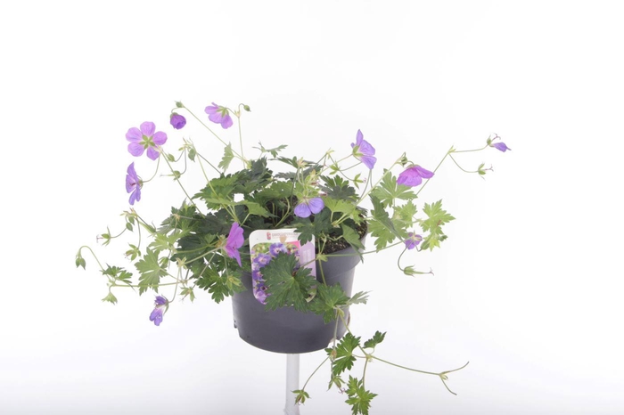 <h4>Geranium Rozanne</h4>