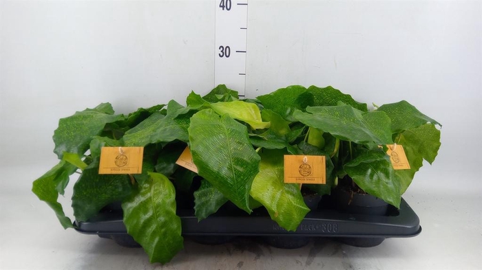 <h4>Calathea ...</h4>