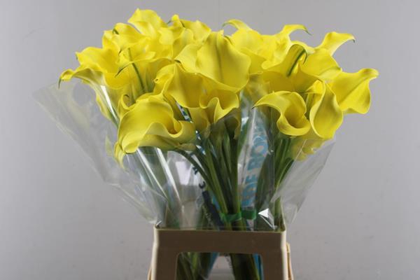 <h4>Zant Alice Springs</h4>