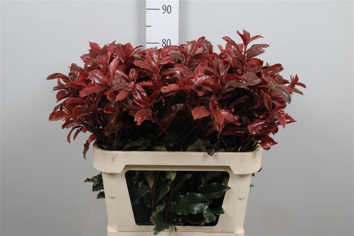 <h4>Phot Mag Volcano</h4>