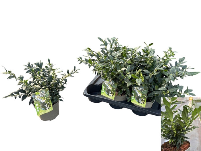 <h4>SARC CONFUSA</h4>