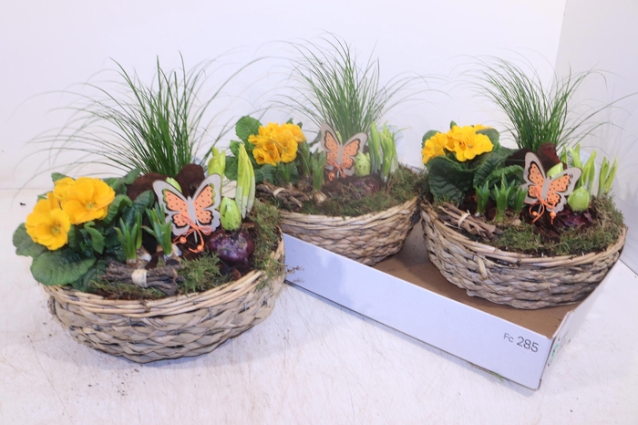 <h4>ARR TUINPLANTEN</h4>