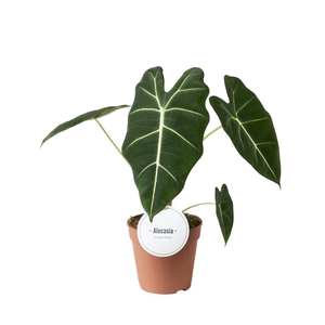 Alocasia   ...