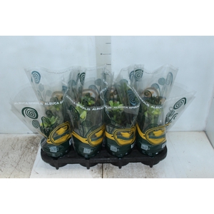 ALBUCA SPIRALIS P14 COM FLOR