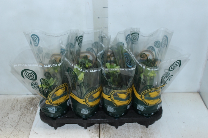 <h4>ALBUCA SPIRALIS P14 COM FLOR</h4>