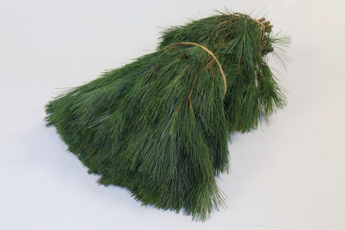 <h4>Pinus strobus (Per Stem) 50-60CM</h4>