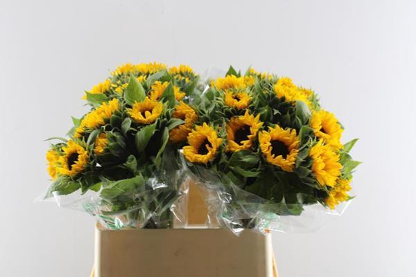 <h4>Helian Orange Fire</h4>