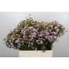Chamelaucium Dancing Queen