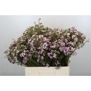 Chamelaucium Dancing Queen