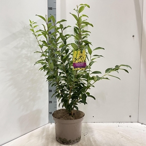 Forsythia Spectabilis