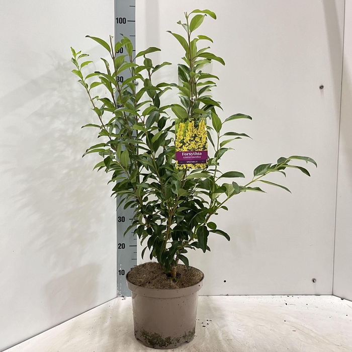 <h4>Forsythia Spectabilis</h4>