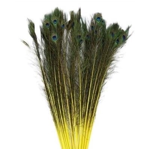 Veren Pauw 100cm
