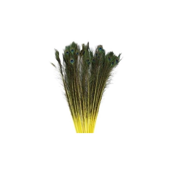 <h4>Veren Pauw 100cm</h4>