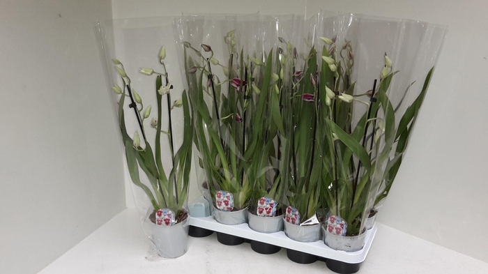 <h4>MILTONIOPSIS OV</h4>