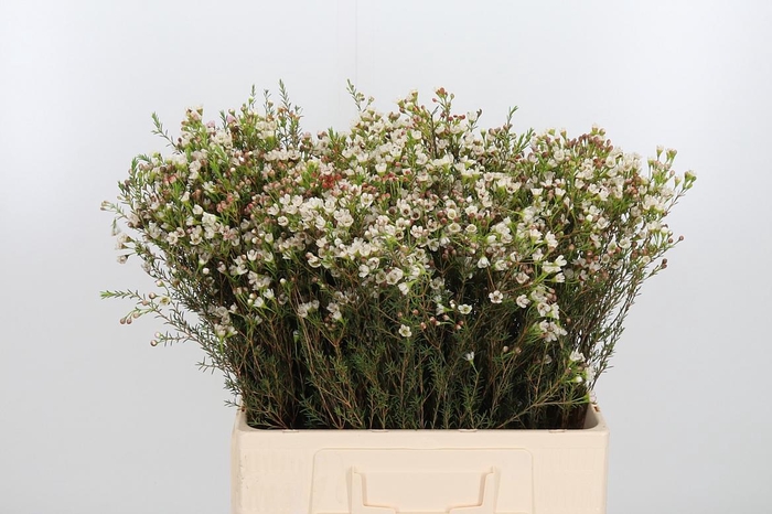 <h4>Chame Blondie</h4>