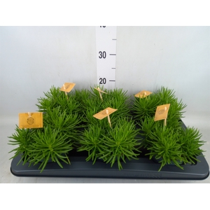 Senecio archeri 'Himalaya'