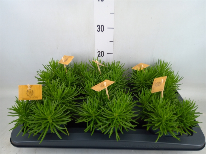 <h4>Senecio archeri 'Himalaya'</h4>