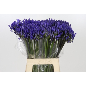 Agapanthus EYFORI Blue