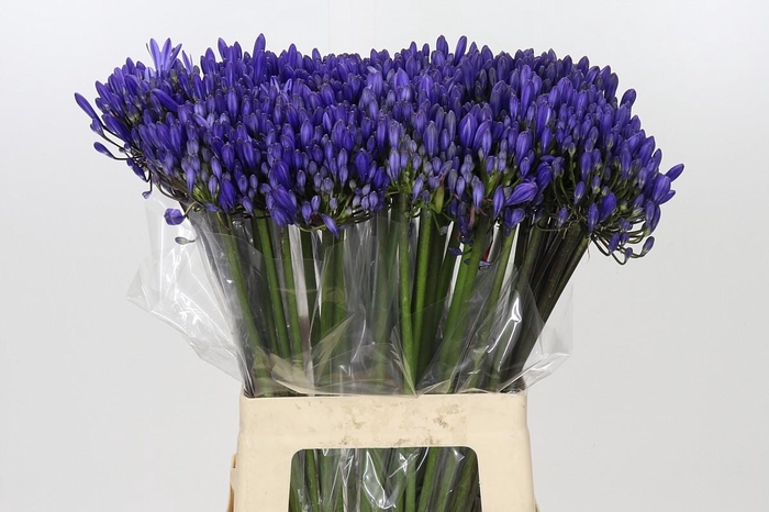 <h4>Agapanthus EYFORI Blue</h4>