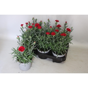Dianthus Aura