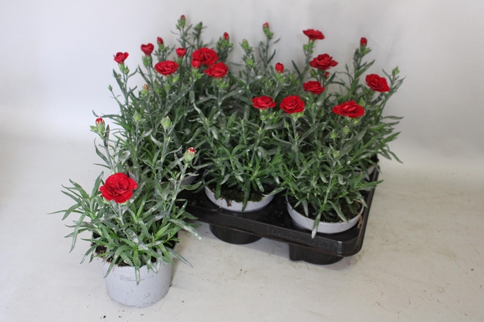 <h4>Dianthus Aura</h4>