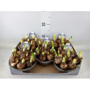 Narcissus DU 'Bridal Crown'