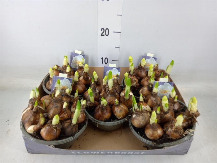 <h4>Narcissus DU 'Bridal Crown'</h4>