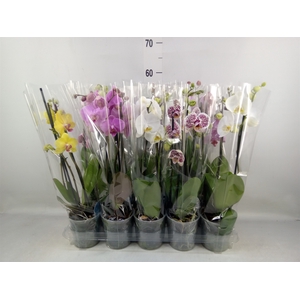 Phalaenopsis   ...mix  5