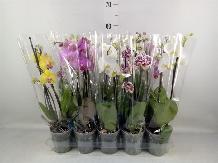 <h4>Phalaenopsis   ...mix  5</h4>