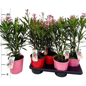 NERI OLEANDER