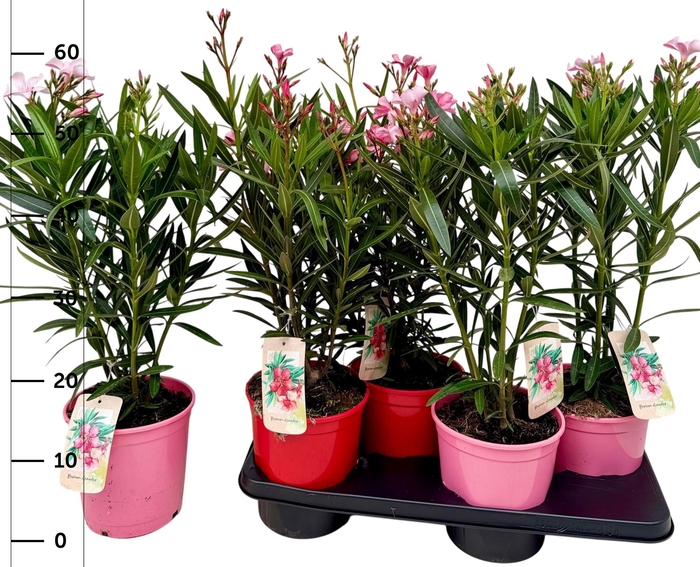 <h4>NERI OLEANDER</h4>