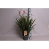 vaste planten 19 cm  Crocosmia Princess  Rood, roze