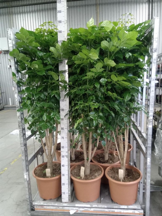 <h4>Radermachera sinica</h4>