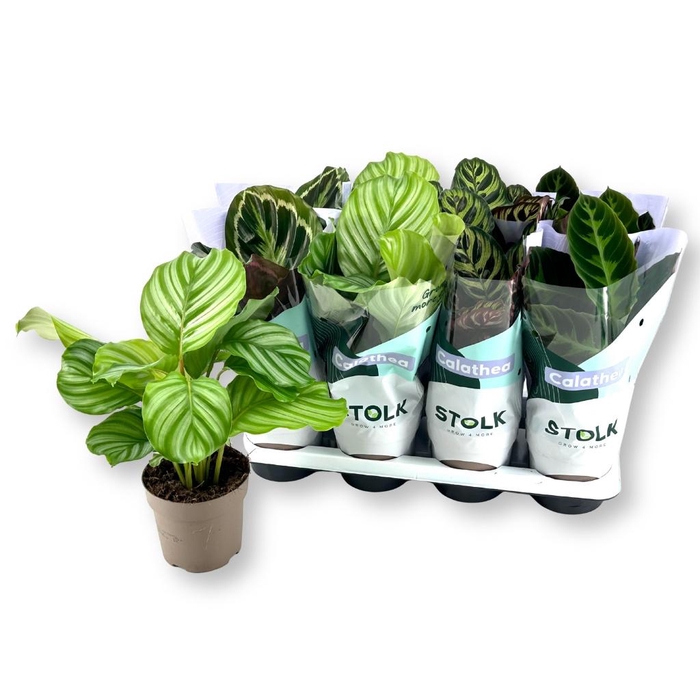 <h4>CALAT GEM 4 SRT</h4>