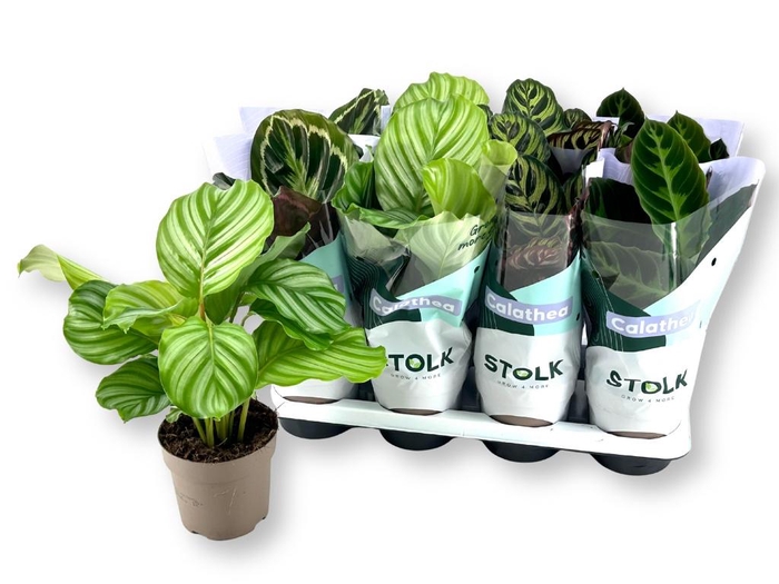 <h4>CALAT GEM 4 SRT</h4>