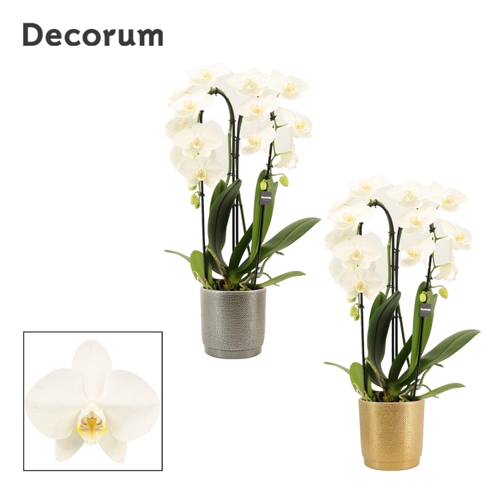 <h4>Phalaenopsis cascade 2 tak wit in Gabriël (Deco-collection)</h4>