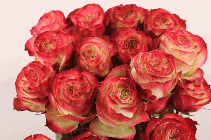 <h4>R Gr Apple Jack</h4>