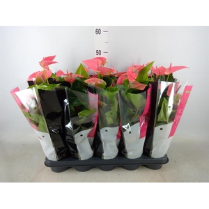 Anthurium andr. 'Sweet Dream'