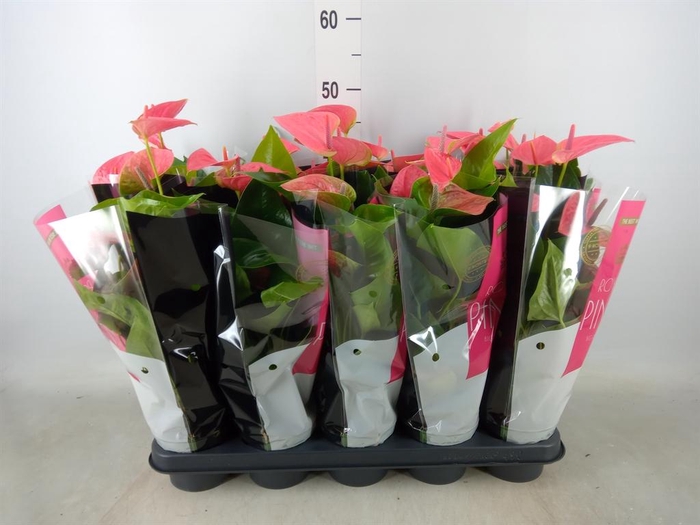 <h4>Anthurium andr. 'Sweet Dream'</h4>