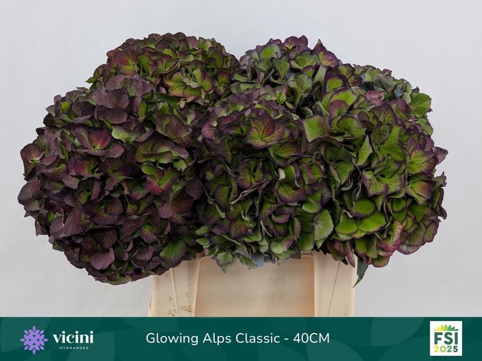 <h4>HYDR M GL ALPS CL PA</h4>