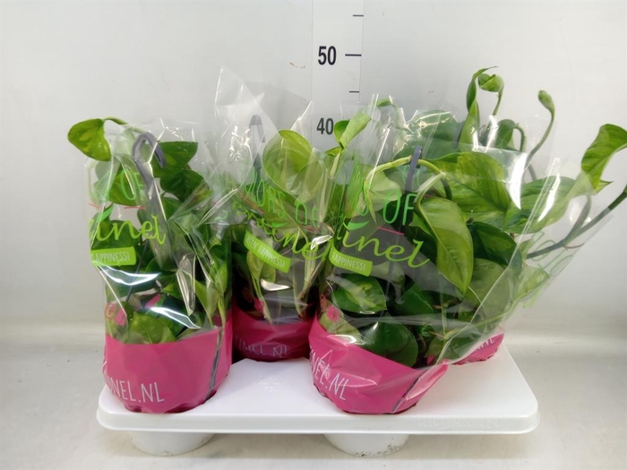 <h4>Epipremnum pinn. 'Global Green'</h4>