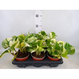 Epipremnum   ...